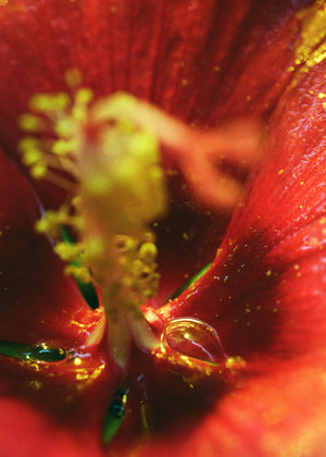 But I'm Allergic To Flowers IV.
