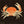 Strawberry crab