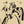 Cowgirl on spotted horse