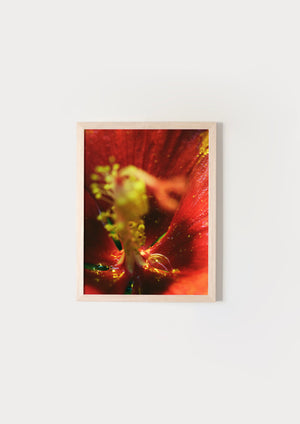 But I'm Allergic To Flowers IV.